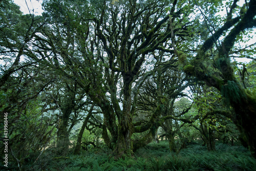 Native Forest on Greenstone Track, Fiordland National Park, New Zealand