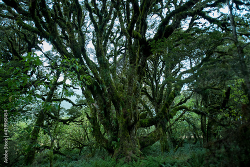 Native Forest on Greenstone Track, Fiordland National Park, New Zealand