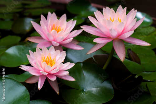 Beautiful pink water lilies close up