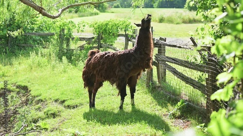 Beautiful Peruvian Alpaca extendind his neck toward a tree to consume the leaves mother nature has blessed it with photo