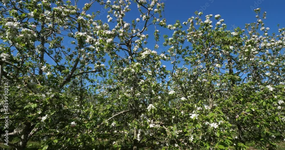 apple trees blooming during the spring season, Occitanie, southern France apple trees blooming during the spring season, Occitanie, southern France