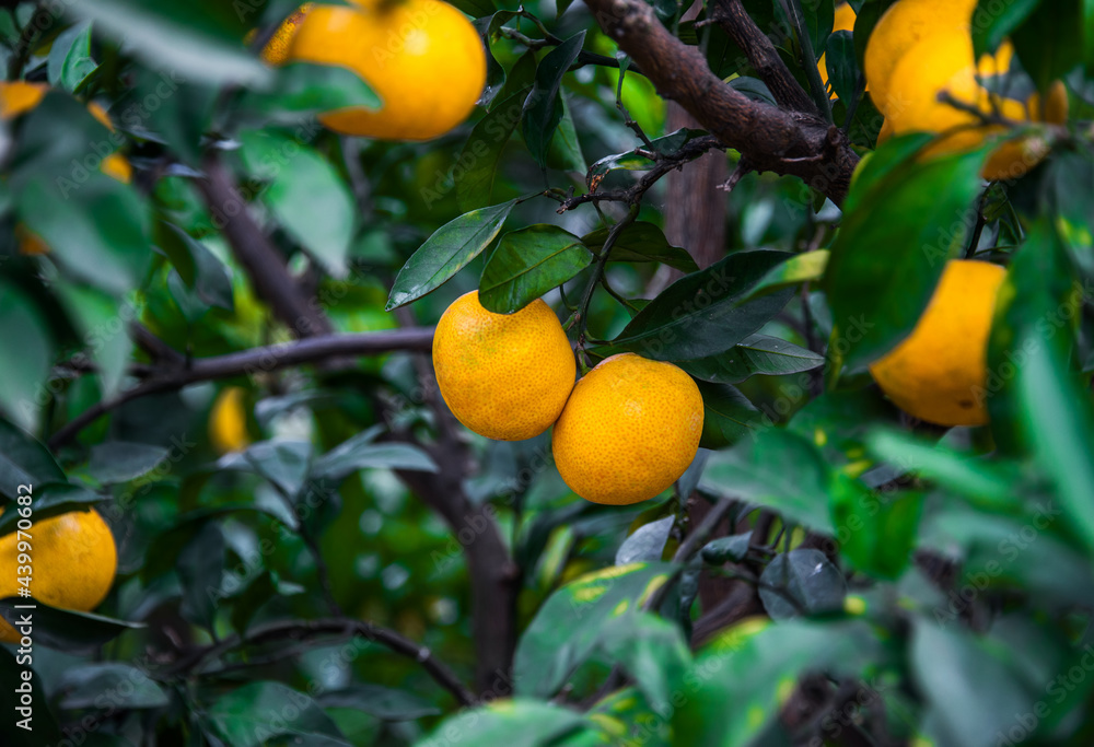 Fresh oranges from a tree Fresh oranges from a tree