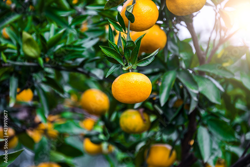 Fresh oranges from a tree