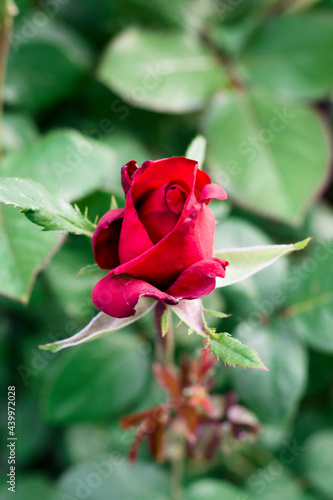 red rose on green