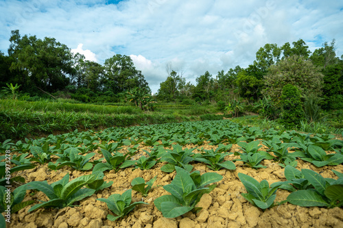 farming tobacco photo