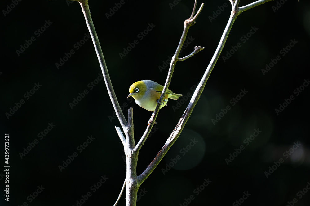 Close up of a Silvereye also known as a wax-eye or white-eye bird