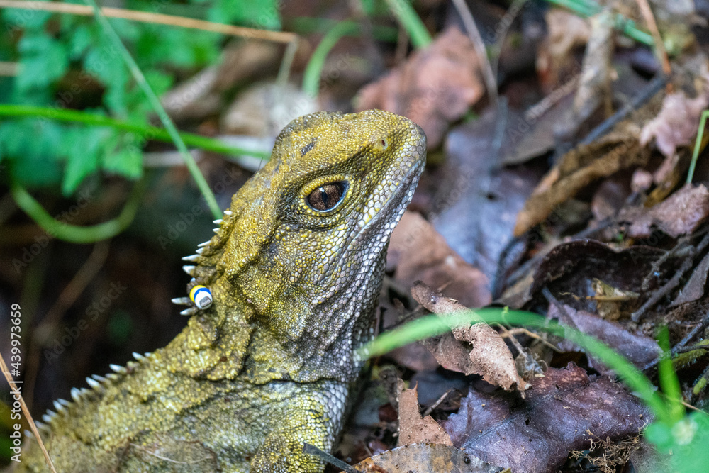 A rare Tuatara lizard in New Zealand