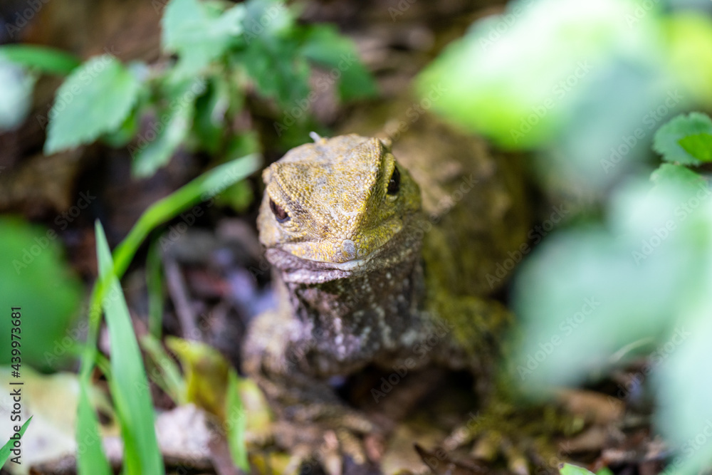 A rare Tuatara lizard in New Zealand A rare Tuatara lizard in New Zealand