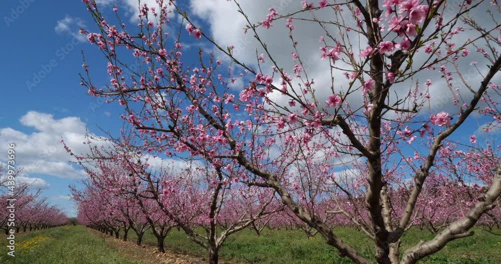 Peach trees blooming during the spring season, Provence, southern France
