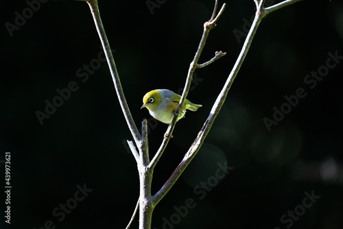 Obraz na płótnie Close up of a Silvereye also known as a wax-eye or white-eye bird w salonie