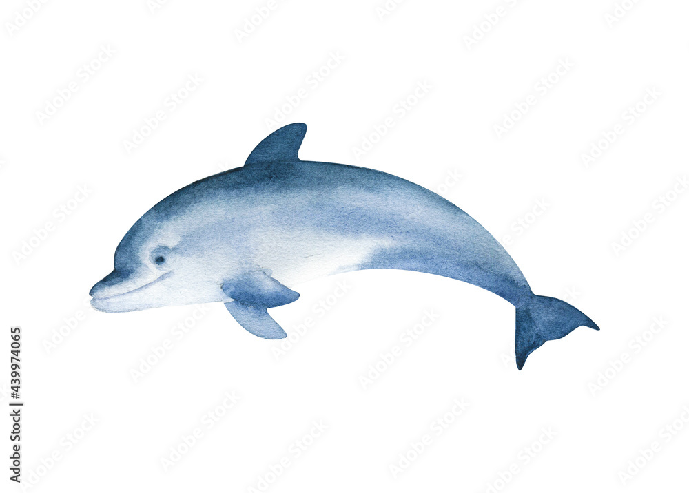 Watercolor dolphin isolated on white background. Hand drawn realistic illustration Watercolor dolphin isolated on white background. Hand drawn realistic illustration