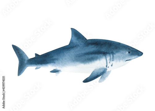 Watercolor shark isolated on white background. Hand drawn realistic illustration