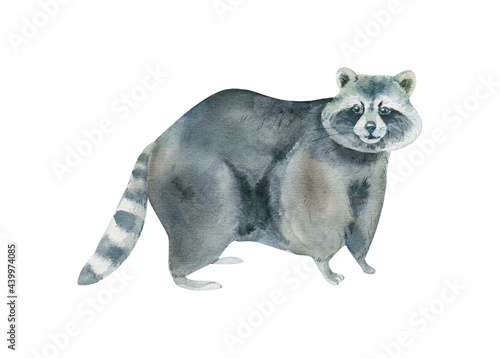 Watercolor raccoon isolated on white background. Hand drawn realistic illustration