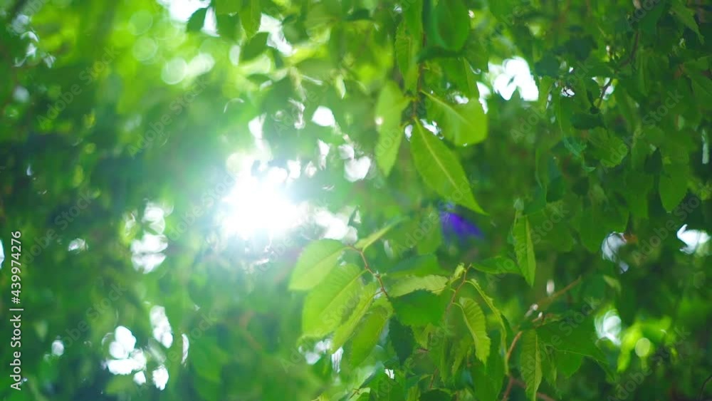 木から差し込む太陽の光 木から差し込む太陽の光