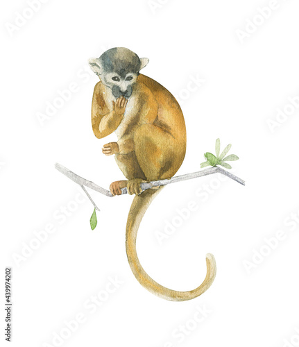 Watercolor squirrel monkey isolated on white background. Hand drawn realistic illustration