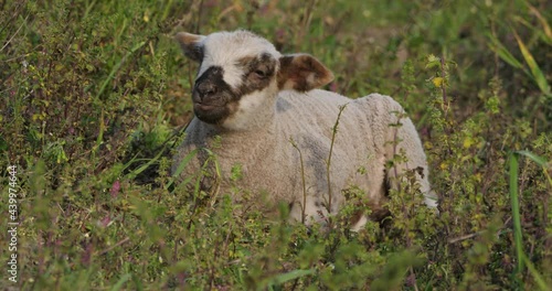 Lamb of Domestic sheeps ( merinos d Arles), grazing in the vineyards, Occitanie, France photo