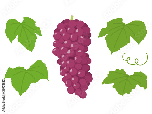 秋の味覚ぶどう　葡萄　ブドウ