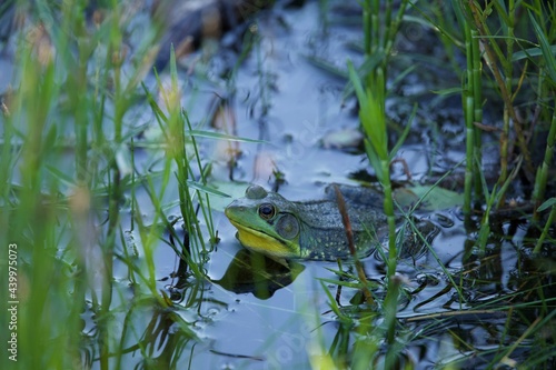 Summer Bullfrog in the Bog
