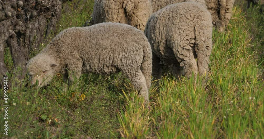 Domestic sheeps ( merinos d Arles), grazing in the vineyards, Occitanie, France Domestic sheeps ( merinos d Arles), grazing in the vineyards, Occitanie, France