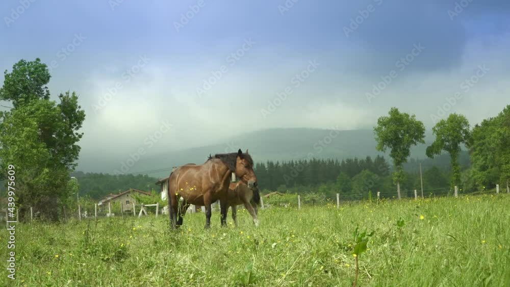 Pair Of Wild Horses Standing On Meadows Of Countryside Under Overcast Sky. - Wide Shot Pair Of Wild Horses Standing On Meadows Of Countryside Under Overcast Sky. - Wide Shot