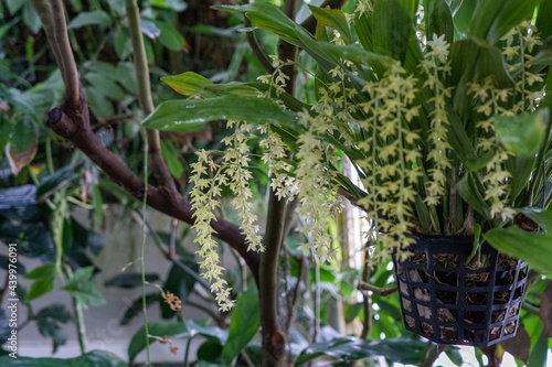 Exotic Plants In A Greenhouse Paradise