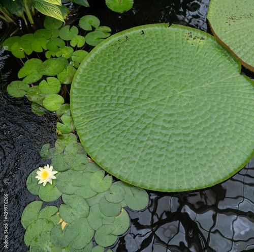 Fotografia Amazon Water Lilly