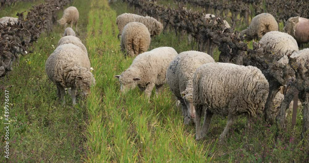 Domestic sheeps ( merinos d Arles), grazing in the vineyards, Occitanie, France Domestic sheeps ( merinos d Arles), grazing in the vineyards, Occitanie, France