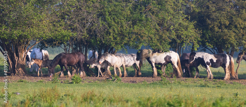 Field full of horses and ponys at Lydiard Park Swindon