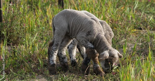 Lambs of Domestic sheeps ( merinos d Arles), grazing in the vineyards, Occitanie, France photo