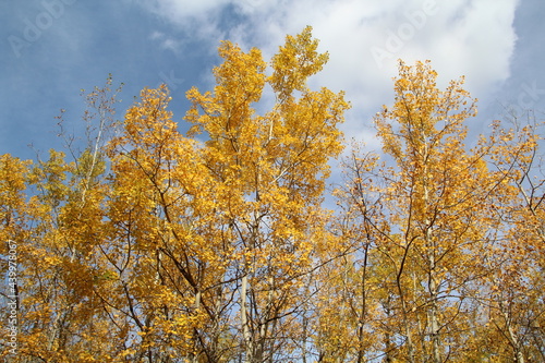 Autumn Leaves, Elk island National Park, Alberta