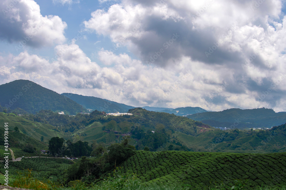 Naklejka premium Tea plantation in Cameron highlands, Malaysia