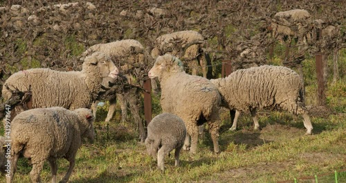 Domestic sheeps ( merinos d Arles), grazing in the vineyards, Occitanie, France photo