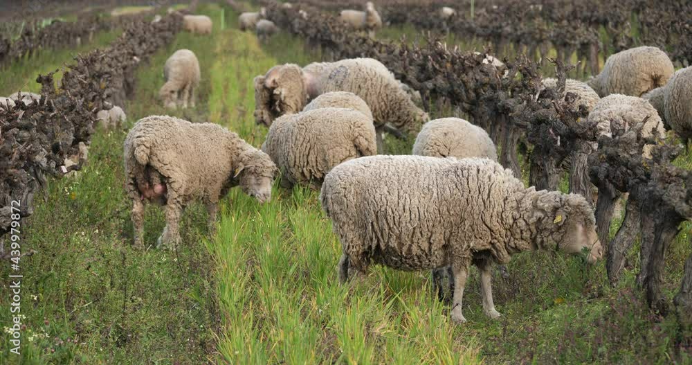 Domestic sheeps ( merinos d Arles), grazing in the vineyards, Occitanie, France Domestic sheeps ( merinos d Arles), grazing in the vineyards, Occitanie, France