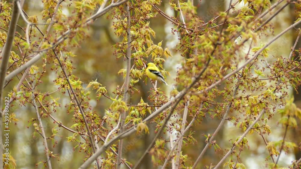 An American Goldfinch on a tree branch in Toronto, Canada, medium shot An American Goldfinch on a tree branch in Toronto, Canada, medium shot