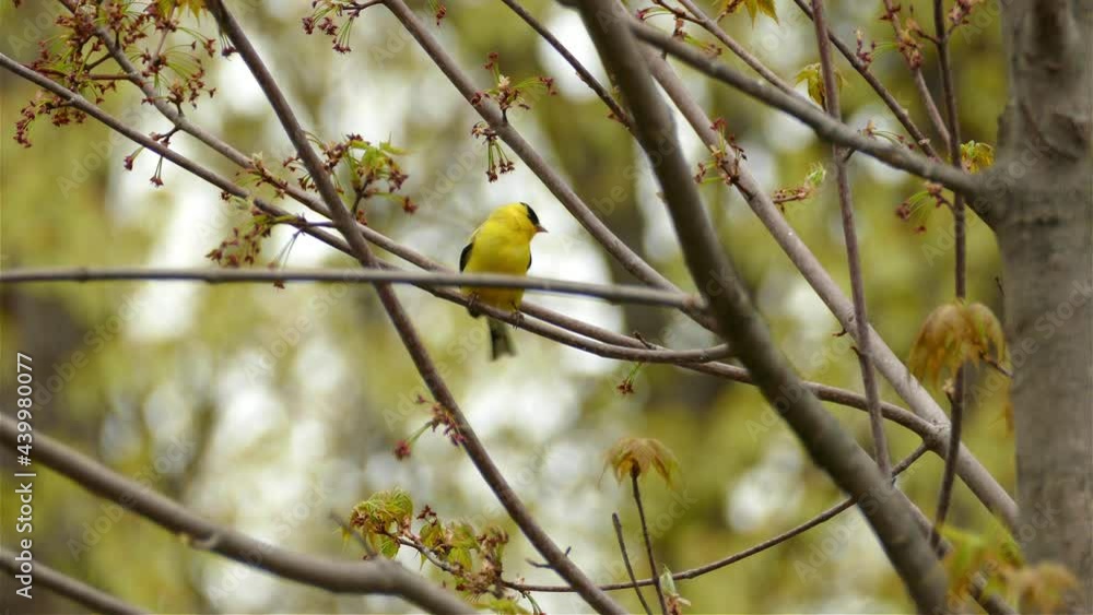 American goldfinch bird perched on a tree branch in Canada, medium shot American goldfinch bird perched on a tree branch in Canada, medium shot