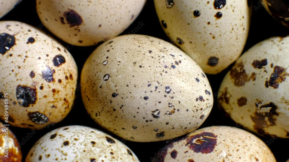 Top View Rotating Of Fresh Uncooked Quail Eggs Background. Close up. Macro footage. Concept of animal husbandry or healthy eating. Top View Rotating Of Fresh Uncooked Quail Eggs Background. Close up. Macro footage. Concept of animal husbandry or healthy eating.