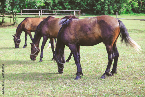 beautiful groomed horses on a farm 