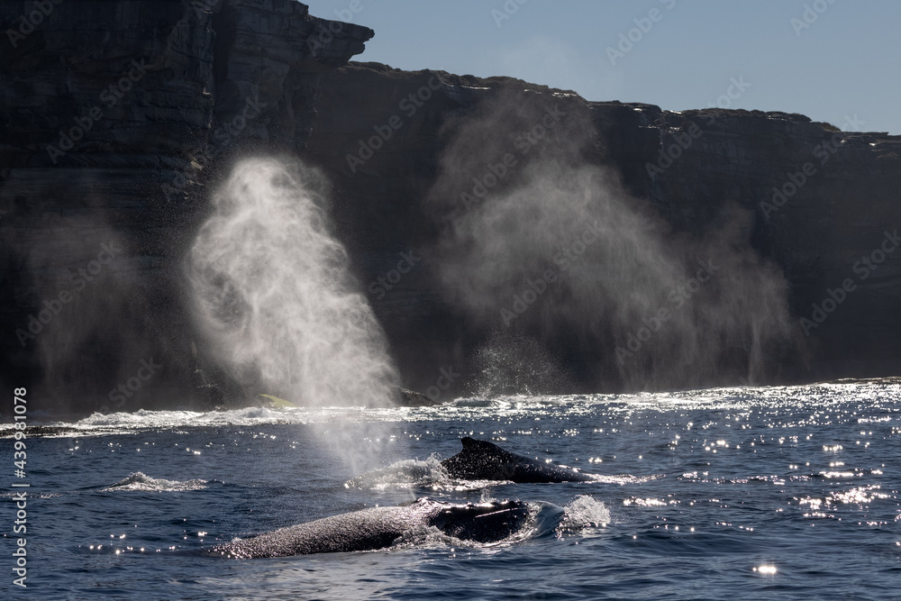 Humpback Whales blowing off at surface