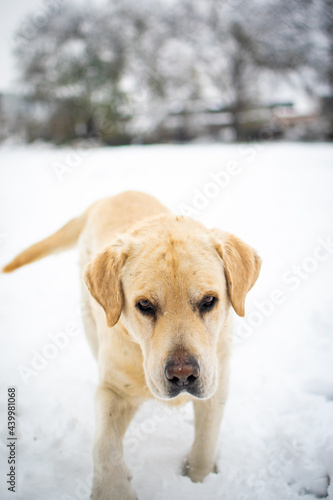 Portrait of a labrador in the snow