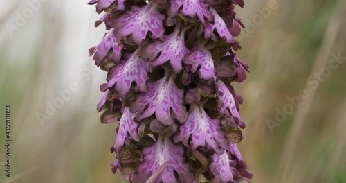 orchis a longues bractées, Barlia robertiana, wild flower, in the southern France photo