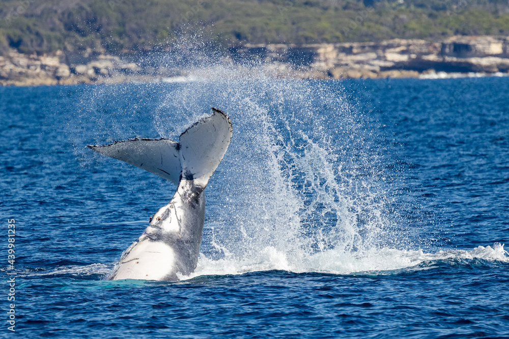 Fototapeta premium Humpback Whale slapping it's tail on the surface