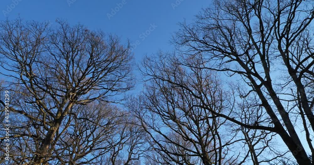 Forest of oaks during the winter season, north-central France. Forest of oaks during the winter season, north-central France.
