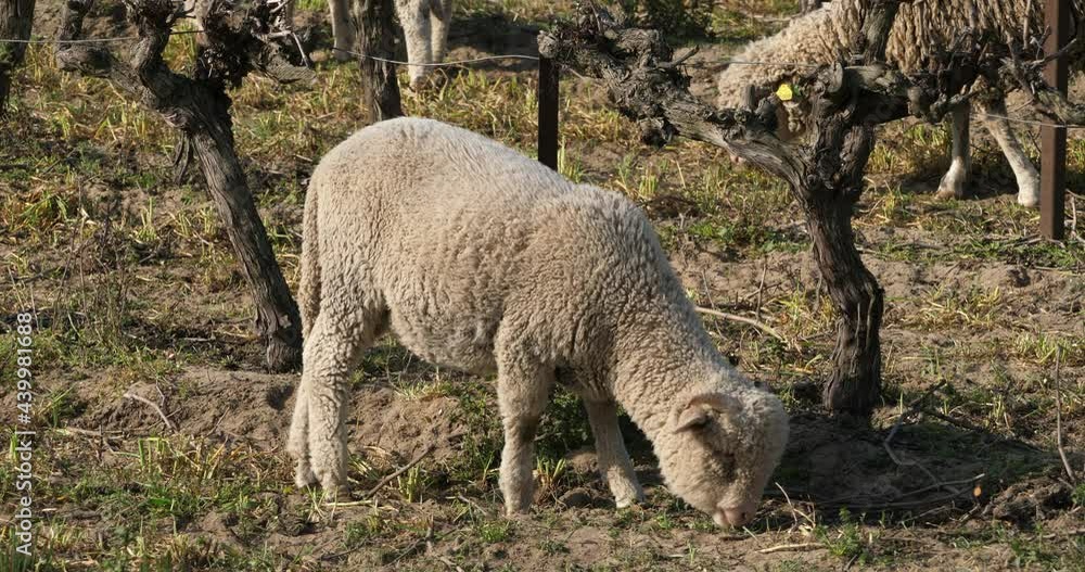 Domestic sheeps ( merinos d Arles), grazing in the vineyards, Occitanie, France Domestic sheeps ( merinos d Arles), grazing in the vineyards, Occitanie, France