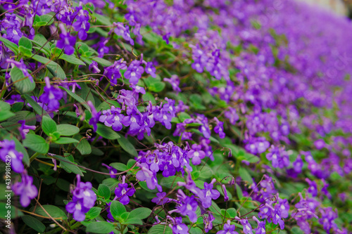 Flowers blooming in Cameron Highland Malaysia, photo are selective focus.