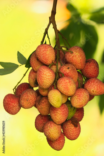A closeup of a bunch of litchis fruit hanging on a treee