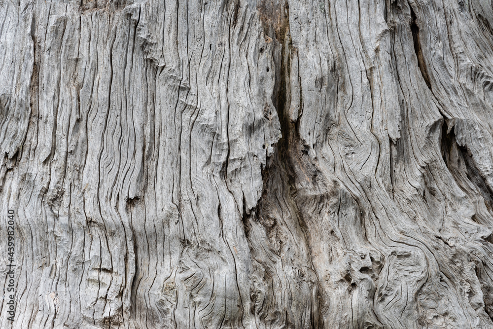 Horizontal image of weathered grain on driftwood Horizontal image of weathered grain on driftwood