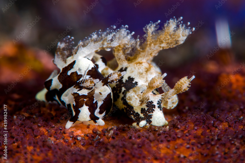 Naklejka premium A couple of sea slugs - Trapania sp. (L) and Trapania euryeia (R) feeding on entoprocts. Underwater macro life of Tulamben, Bali, Indonesia.