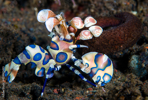 Harlequin Shrimp - Hymenocera picta is feeding on a starfish. Underwater macro life of Tulamben, Bali, Indonesia.