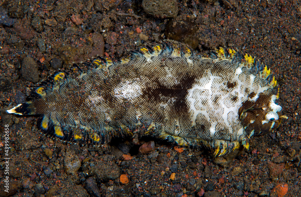 Foto de A rare flounder fish on the seabed. Underwater macro life of