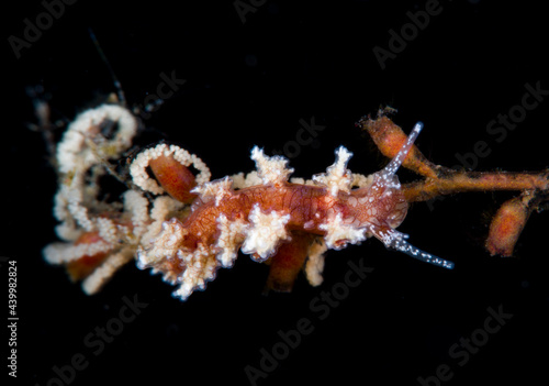 Nudibranch (sea slug) - Kabeiro rubroreticulata laying eggs on a hydroid. Underwater macro life of Tulamben, Bali, Indonesia. photo